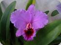 Cattleya percivaliana